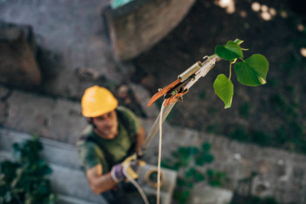 Leaf Removal in New Port Richey, FL